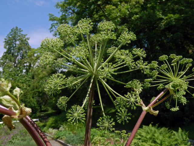 Andělika lékařská (Angelica archangelica L.)