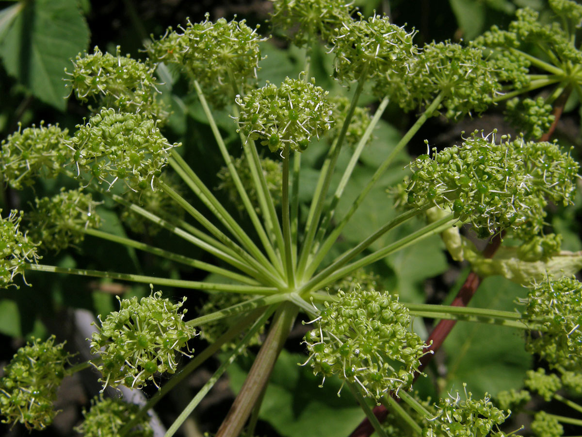 Andělika lékařská (Angelica archangelica L.)