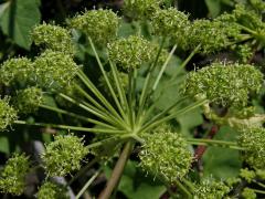 Andělika lékařská (Angelica archangelica L.)