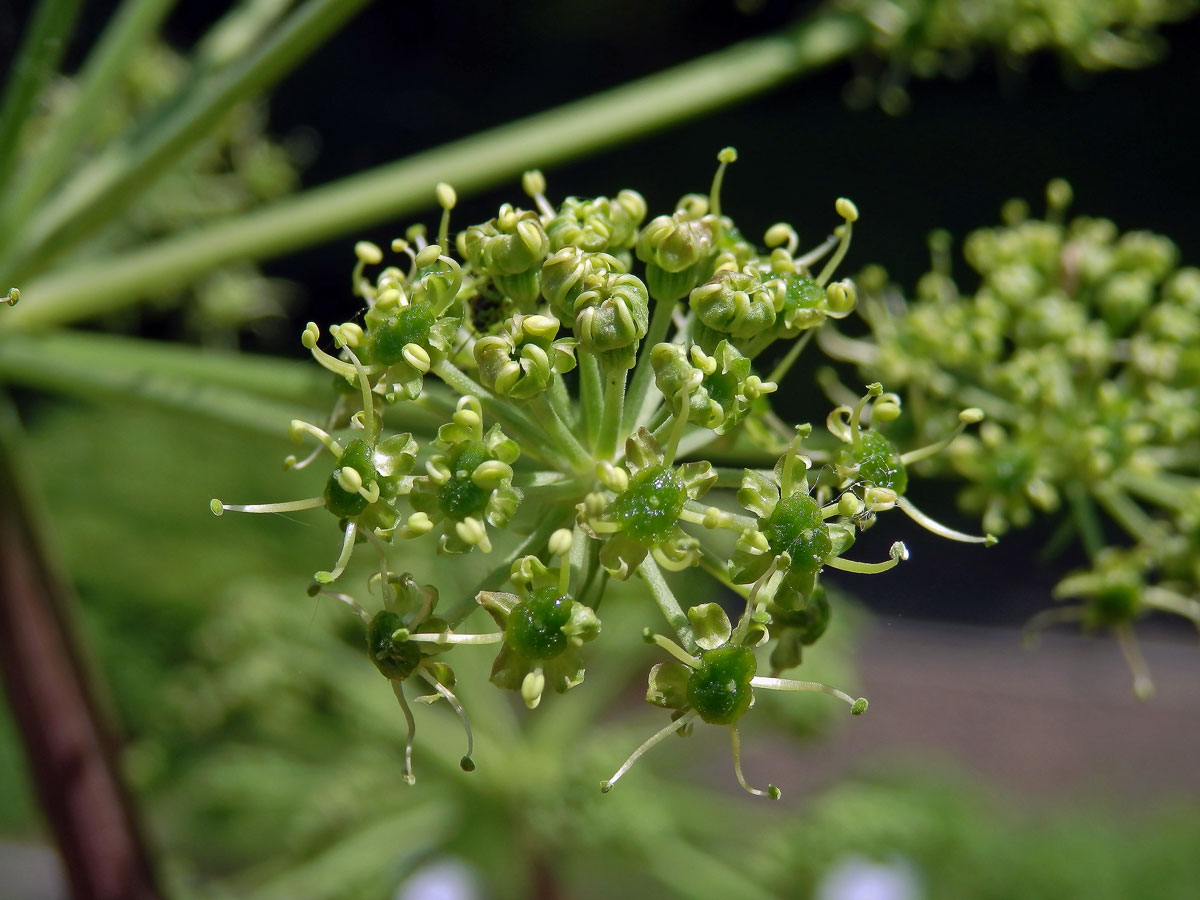 Andělika lékařská (Angelica archangelica L.)