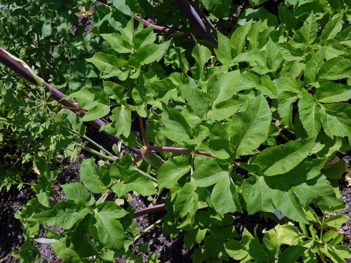 Andělika lékařská (Angelica archangelica L.)