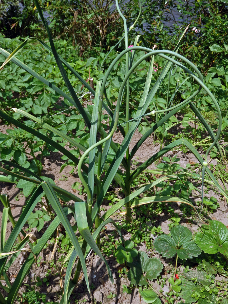 Česnek kuchyňský (Allium sativum L.)