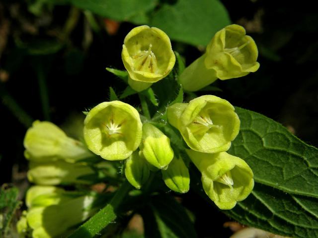 Kostival hlíznatý (Symphytum tuberosum L.)