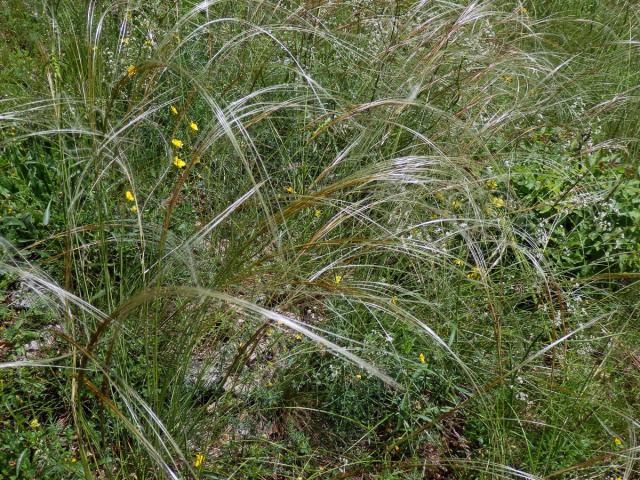 Kavyl Ivanův (Stipa pennata L.)