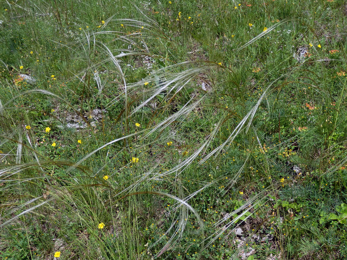 Kavyl Ivanův (Stipa pennata L.)