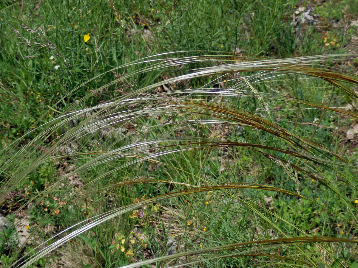 Kavyl Ivanův (Stipa pennata L.)