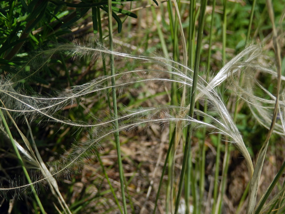 Kavyl Ivanův (Stipa pennata L.)