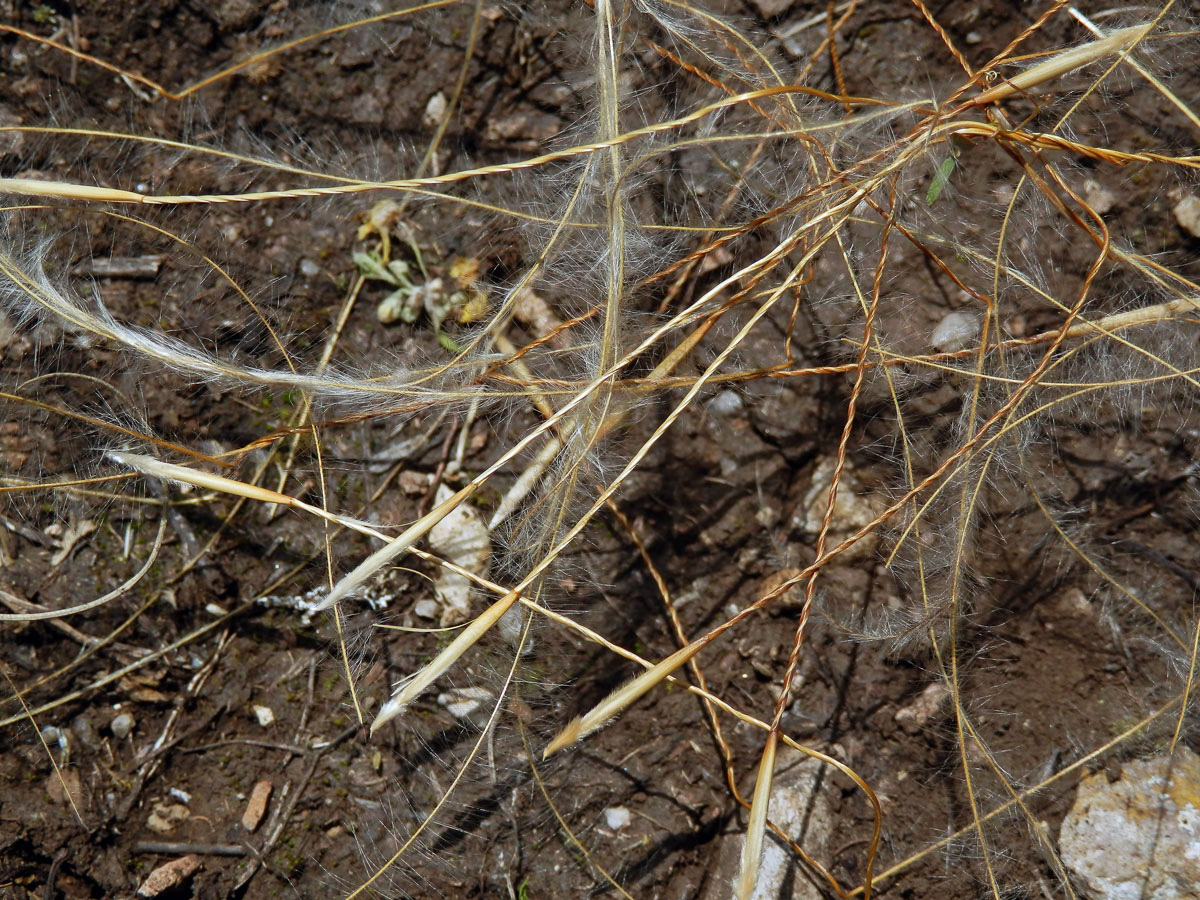 Kavyl Ivanův (Stipa pennata L.)