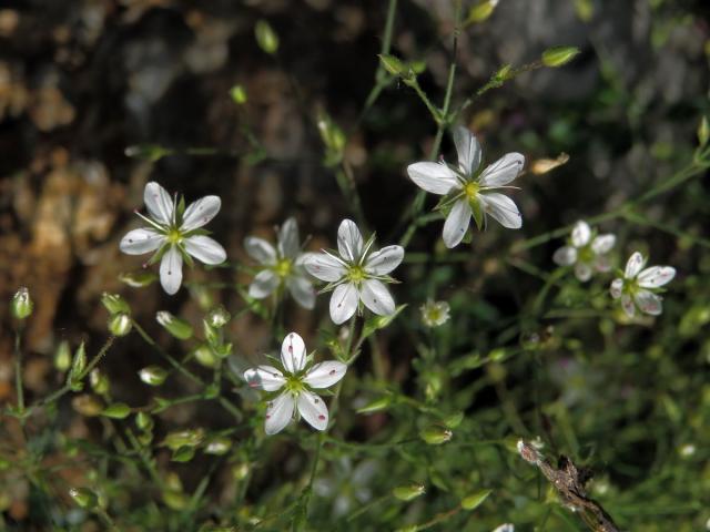 Kuřička štětinkatá (Minuartia setacea (Thuill) Hay.)