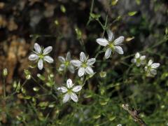 Kuřička štětinkatá (Minuartia setacea (Thuill) Hay.)   