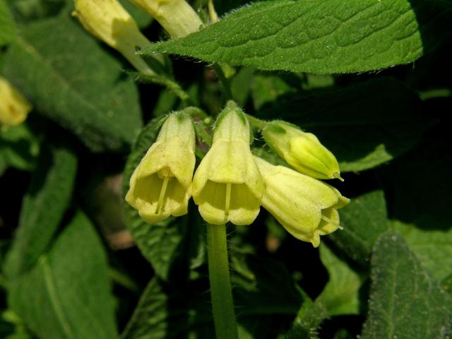 Kostival hlíznatý (Symphytum tuberosum L.)