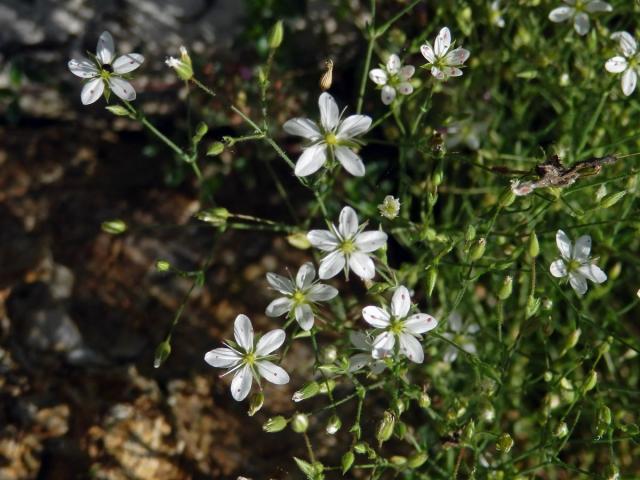 Kuřička štětinkatá (Minuartia setacea (Thuill) Hay.)