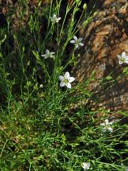 Kuřička štětinkatá (Minuartia setacea (Thuill) Hay.)