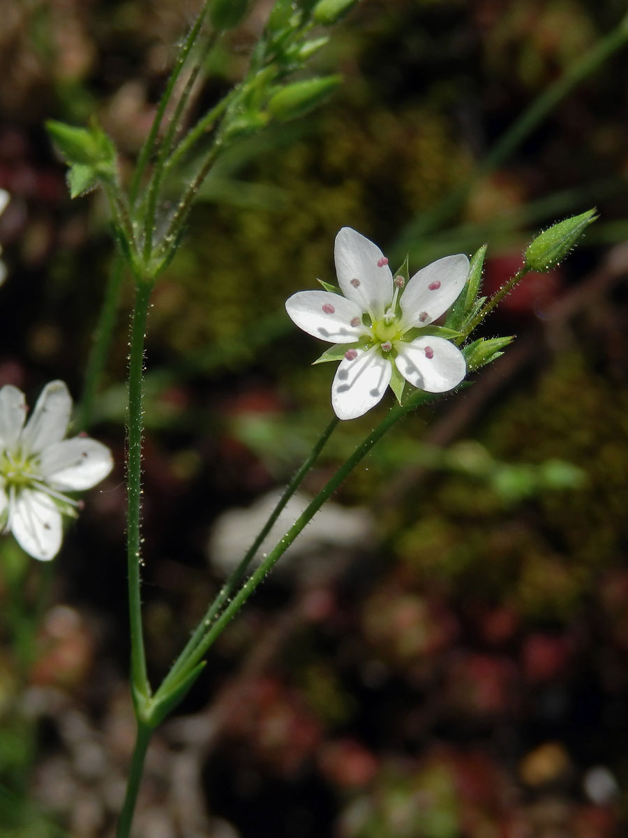 Kuřička štětinkatá (Minuartia setacea (Thuill) Hay.)