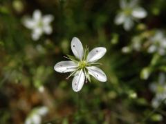 Kuřička štětinkatá (Minuartia setacea (Thuill) Hay.)