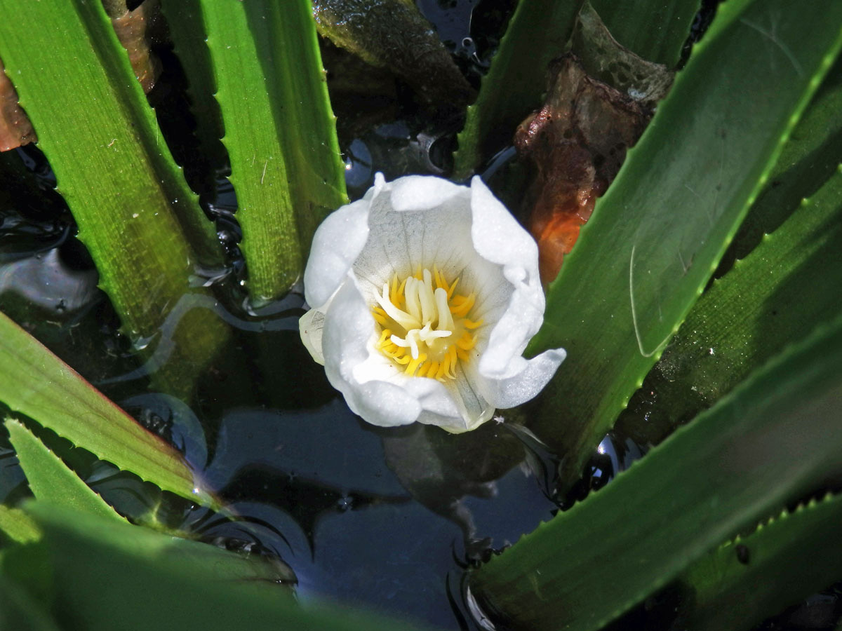 Řezan pilolistý (Stratiotes aloides L.)