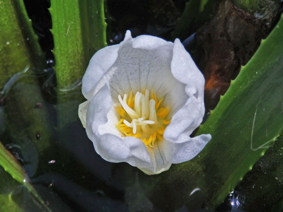 Řezan pilolistý (Stratiotes aloides L.)