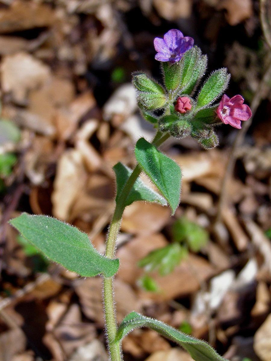 Plicník tmavý (Pulmonaria obscura Dumort.)