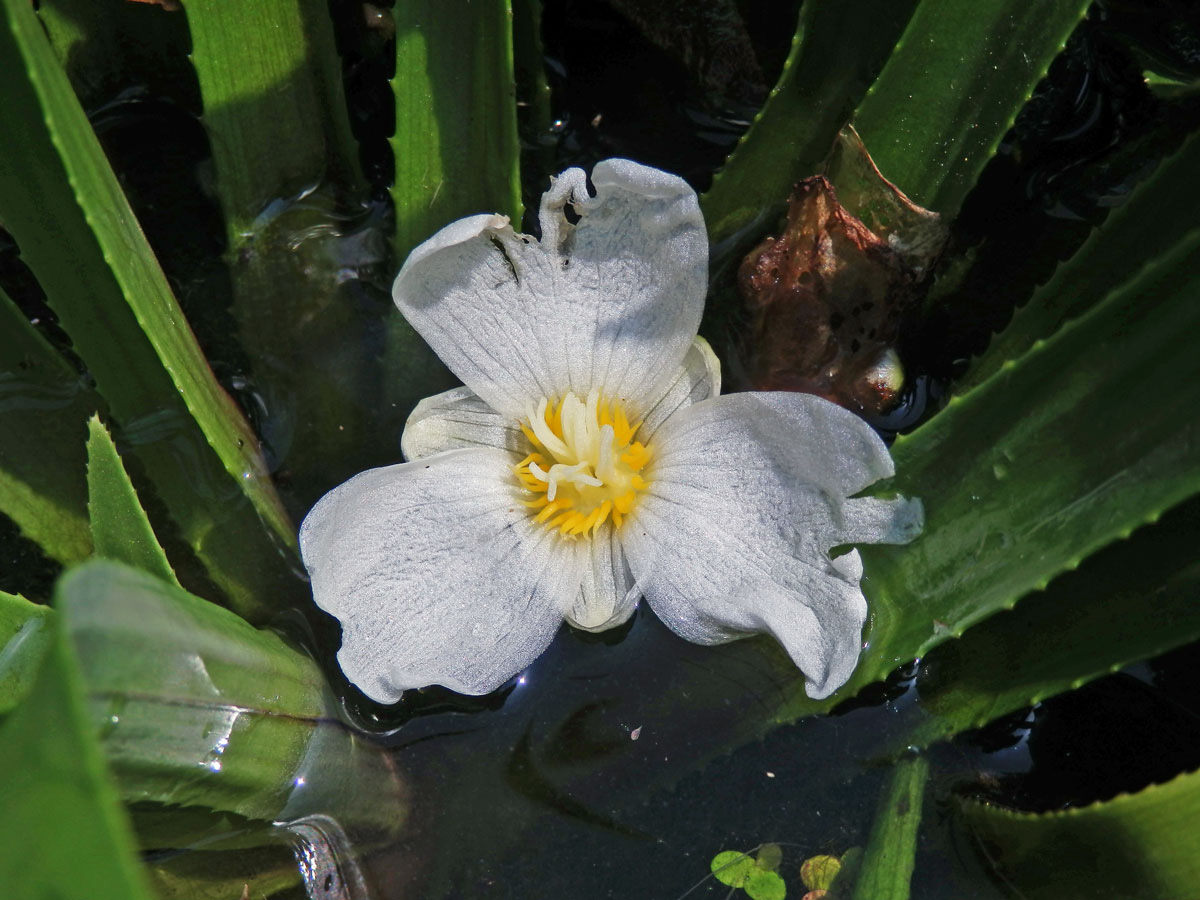 Řezan pilolistý (Stratiotes aloides L.)