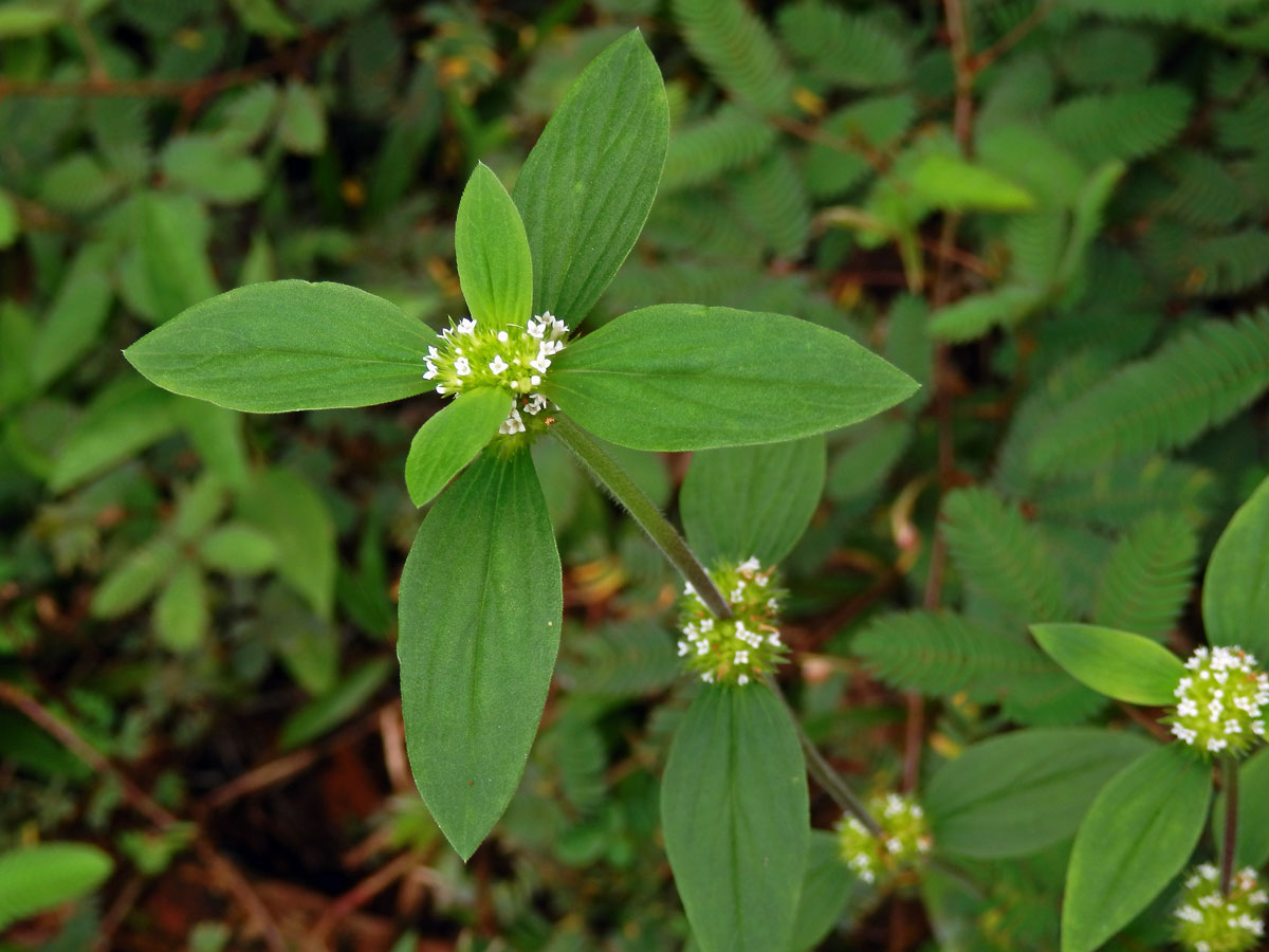 Spermacoce ocymoides Burn.f.