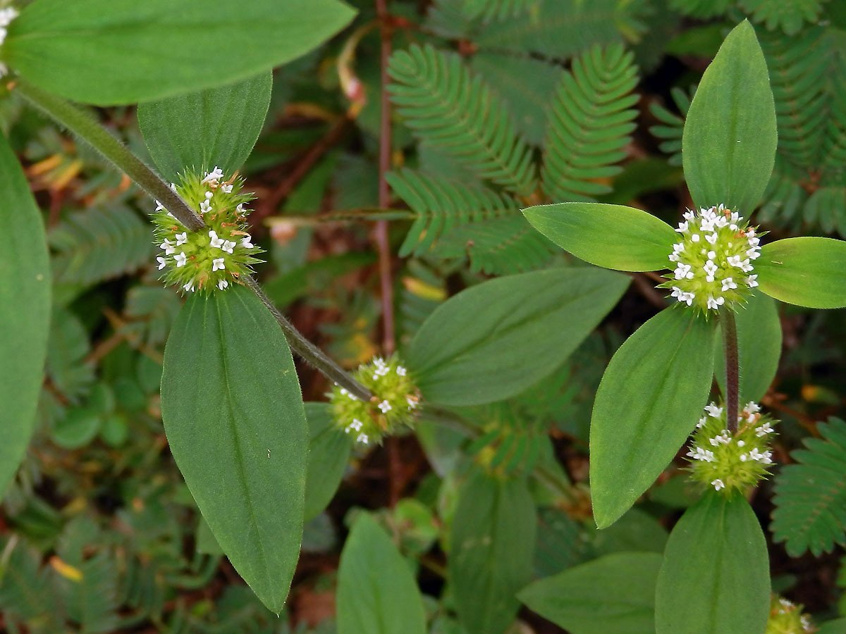 Spermacoce ocymoides Burn.f.