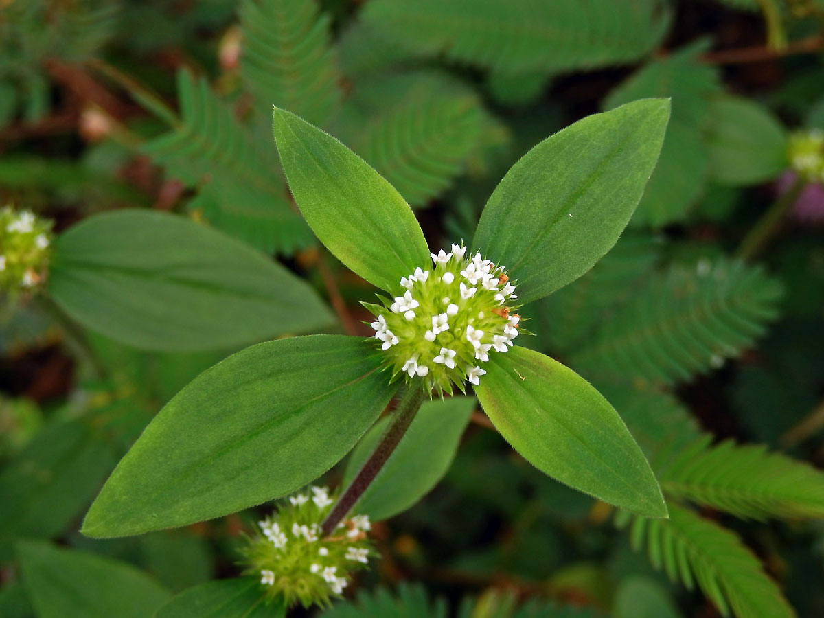 Spermacoce ocymoides Burn.f.