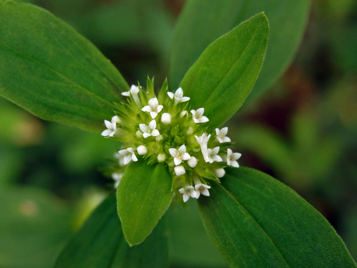 Spermacoce ocymoides Burn.f.