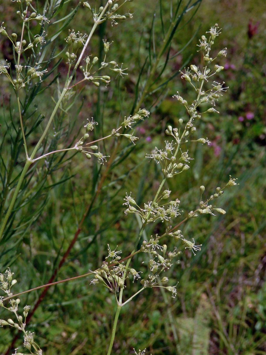 Silenka ušnice (Silene otites (L.) Wibel)