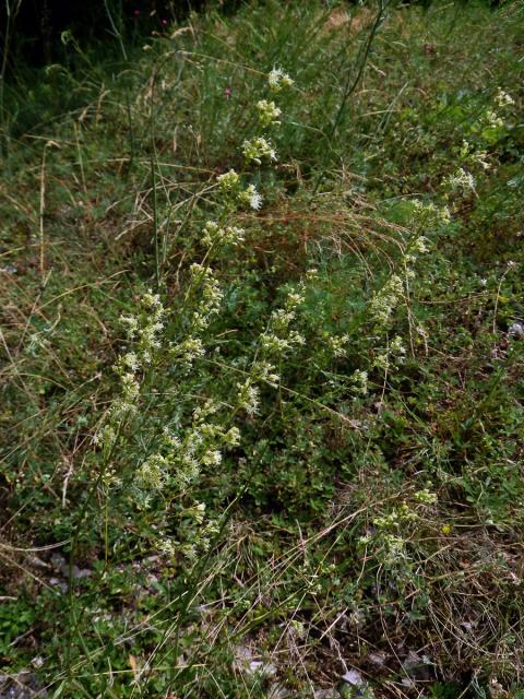 Silenka ušnice (Silene otites (L.) Wibel)