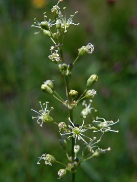 Silenka ušnice (Silene otites (L.) Wibel)