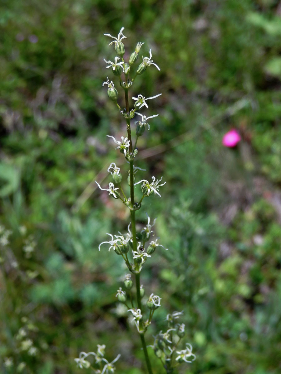 Silenka ušnice (Silene otites (L.) Wibel)