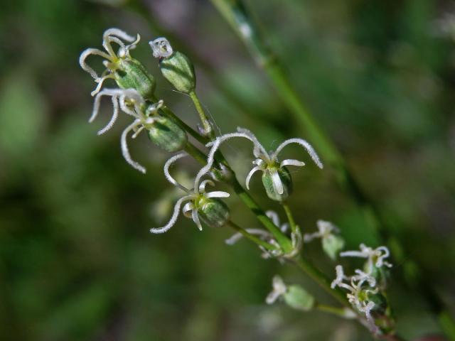 Silenka ušnice (Silene otites (L.) Wibel)