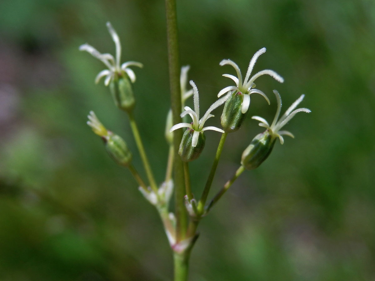 Silenka ušnice (Silene otites (L.) Wibel)