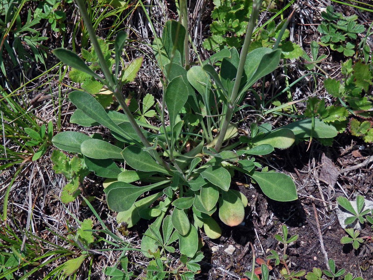 Silenka ušnice (Silene otites (L.) Wibel)