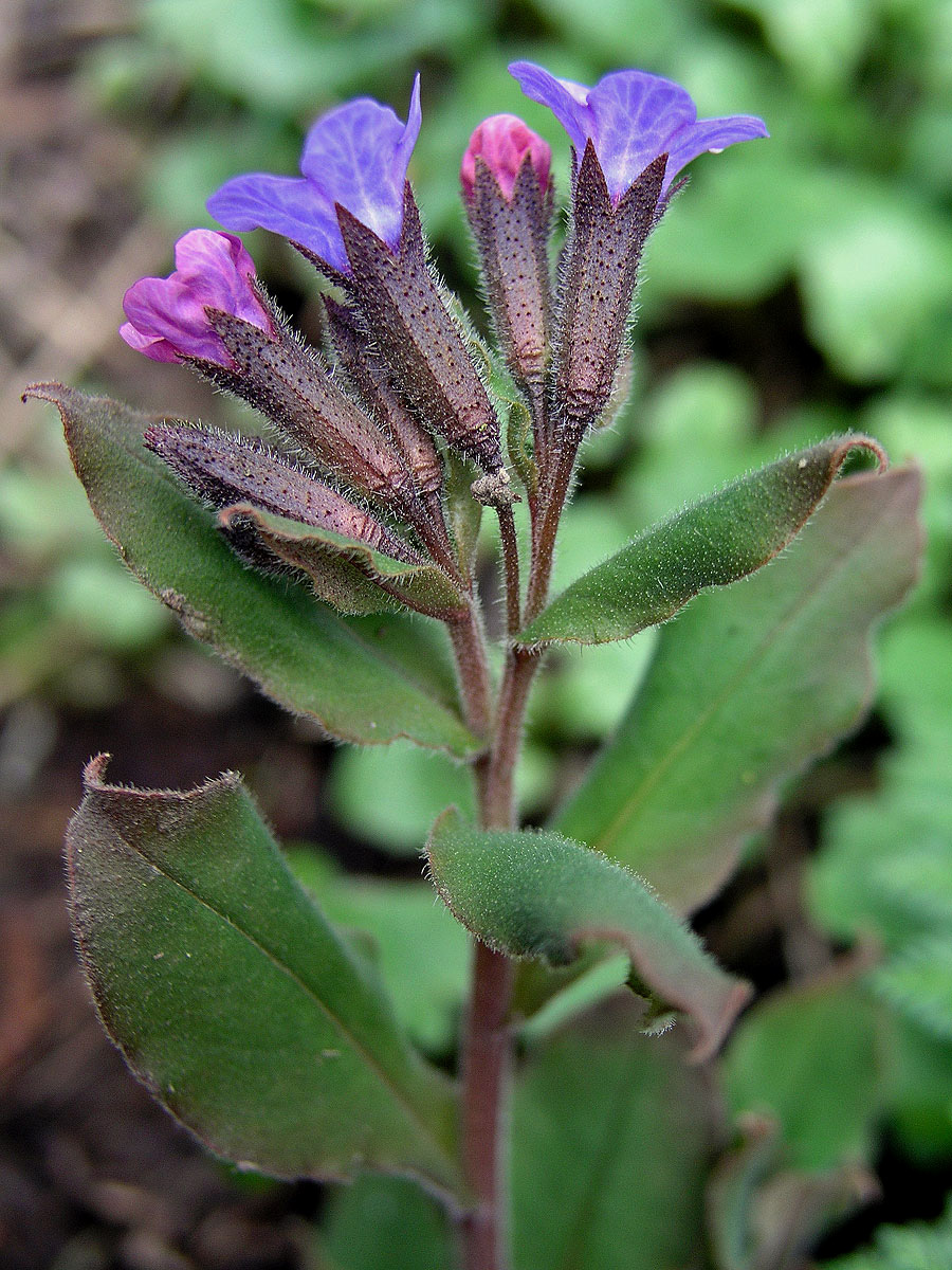 Plicník tmavý (Pulmonaria obscura Dumort.)