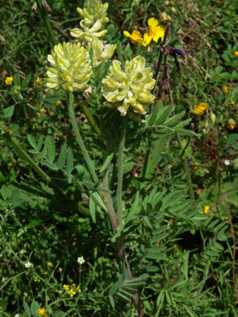 Vlnice chlupatá (Oxytropis pilosa (L.) DC.)