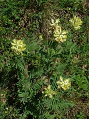 Vlnice chlupatá (Oxytropis pilosa (L.) DC.)