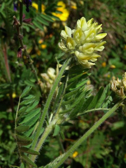 Vlnice chlupatá (Oxytropis pilosa (L.) DC.)