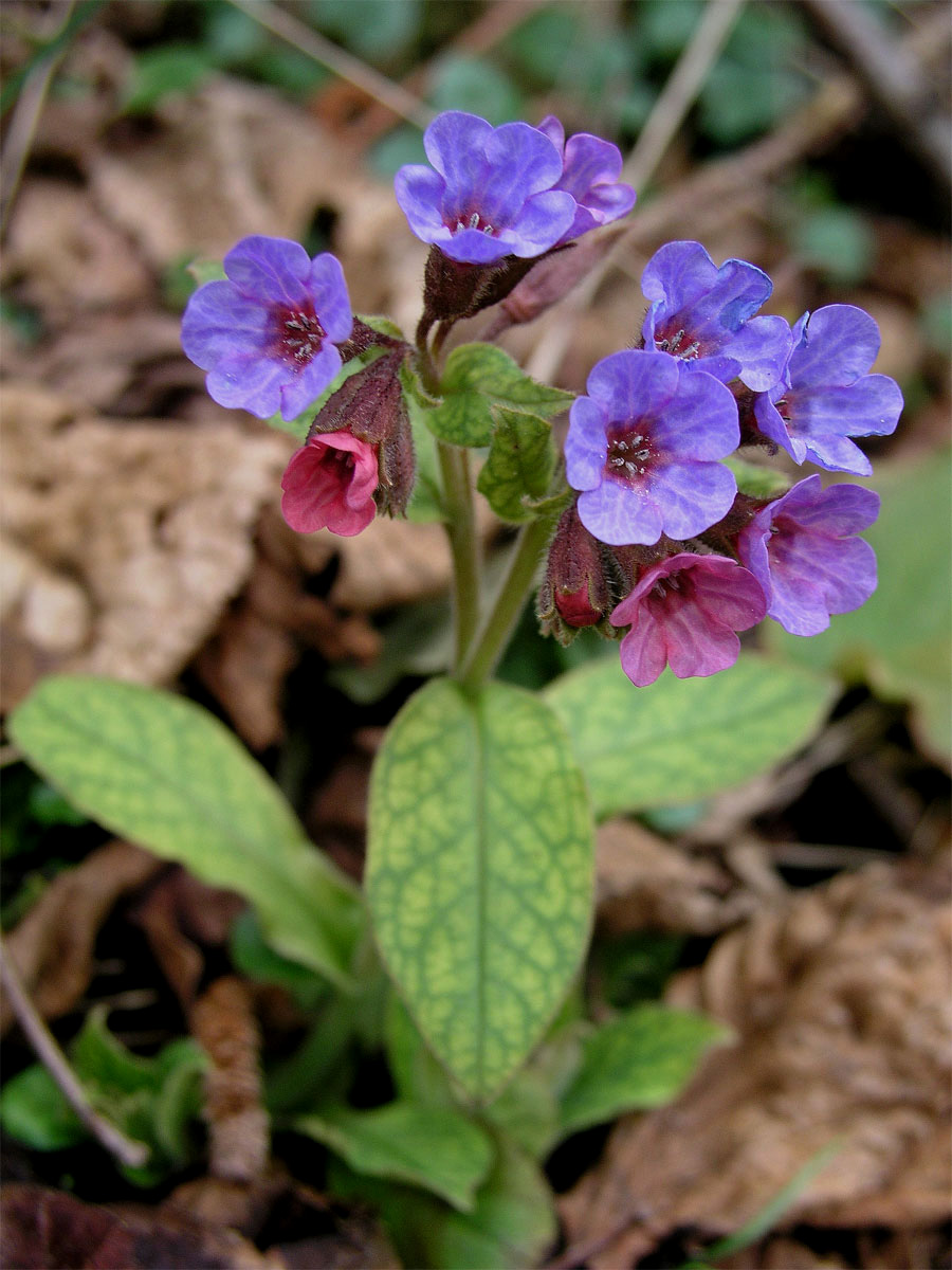 Plicník tmavý (Pulmonaria obscura Dumort.)