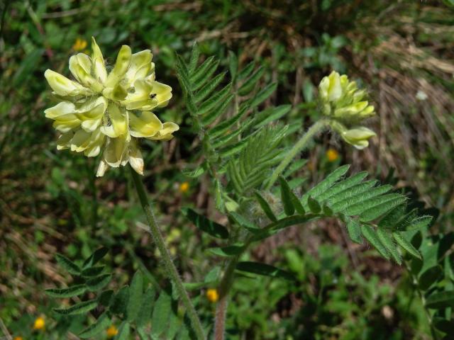 Vlnice chlupatá (Oxytropis pilosa (L.) DC.)