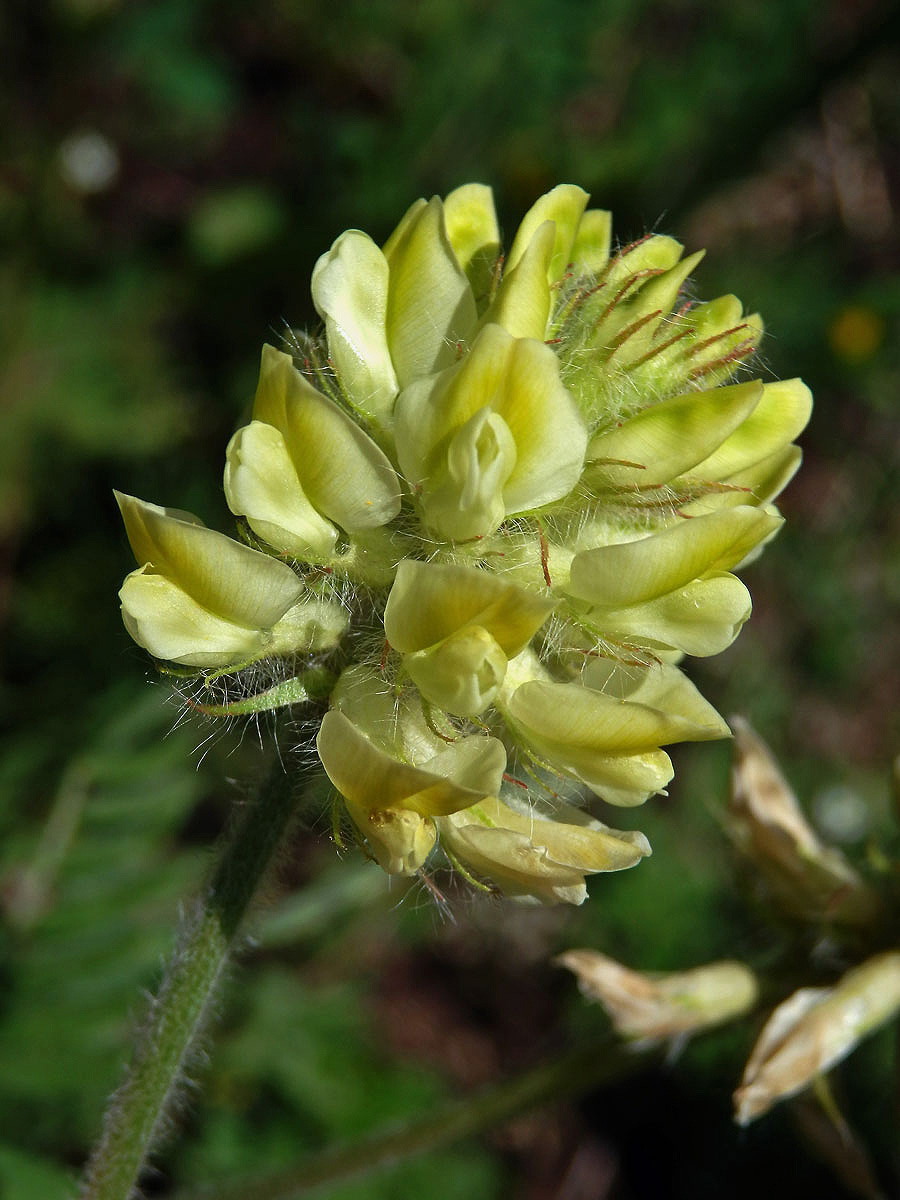 Vlnice chlupatá (Oxytropis pilosa (L.) DC.)