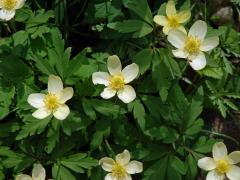 Sasanka (Anemone x lipsiensis)