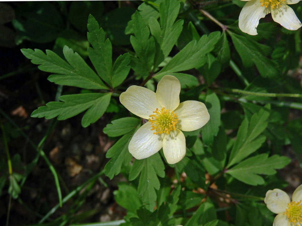 Sasanka (Anemone x lipsiensis)