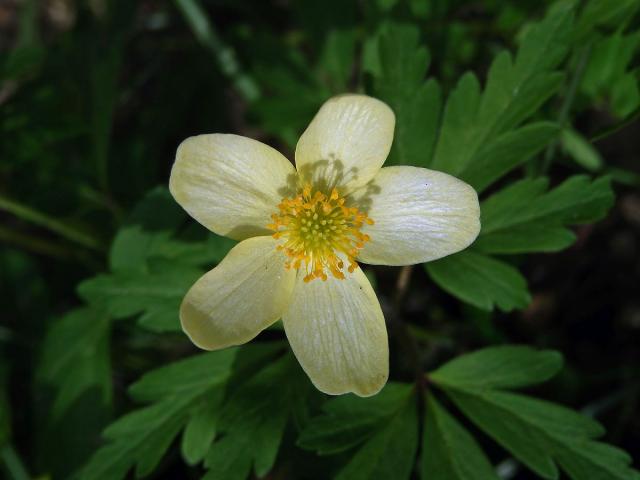 Sasanka (Anemone x lipsiensis)