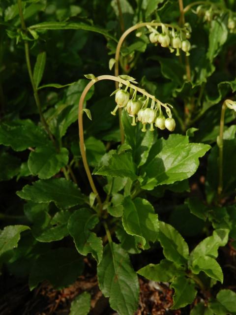 Hruštice jednostranná (Orthilia secunda Rafin.)