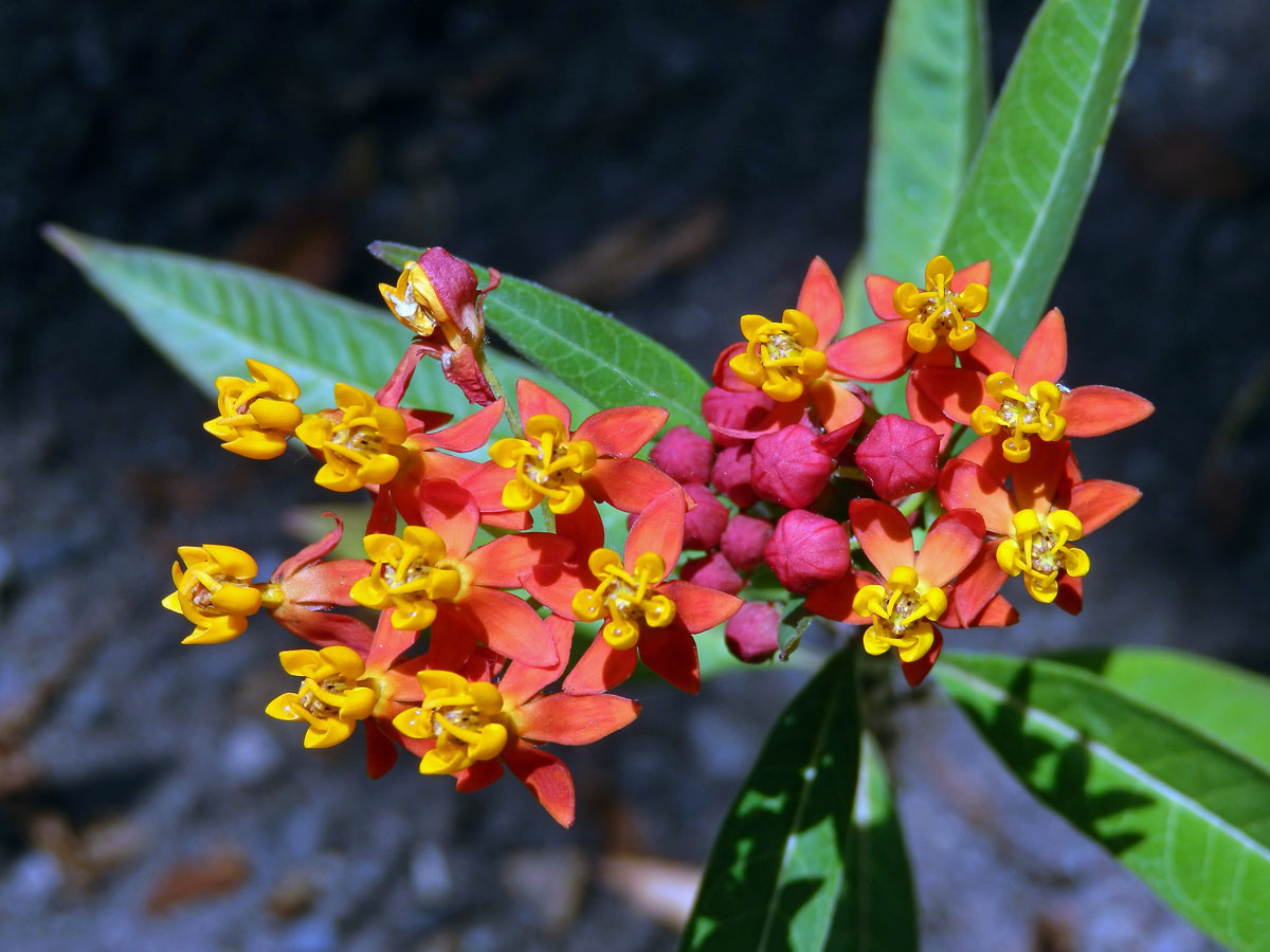 Klejicha kurasavská (Asclepias curassavica L.)