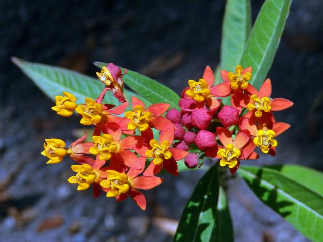 Klejicha kurasavská (Asclepias curassavica L.)