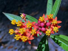 Klejicha kurasavská (Asclepias curassavica L.)   