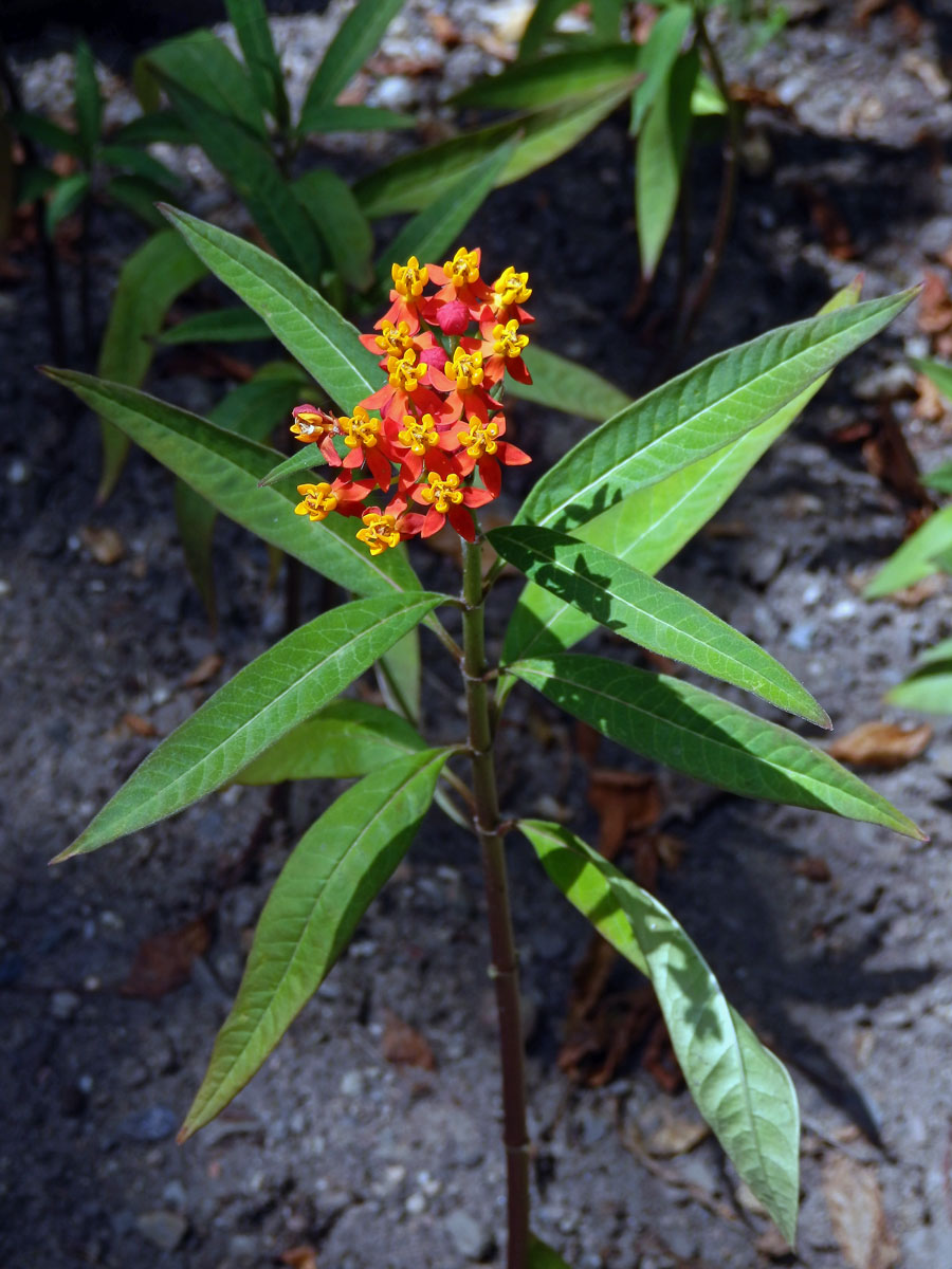 Klejicha kurasavská (Asclepias curassavica L.)