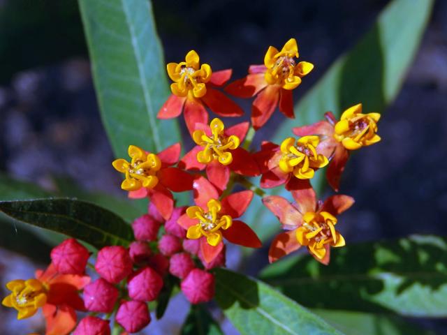 Klejicha kurasavská (Asclepias curassavica L.)